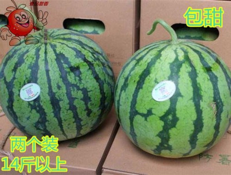 西瓜美都西瓜万亩基地全国发货诚信代办