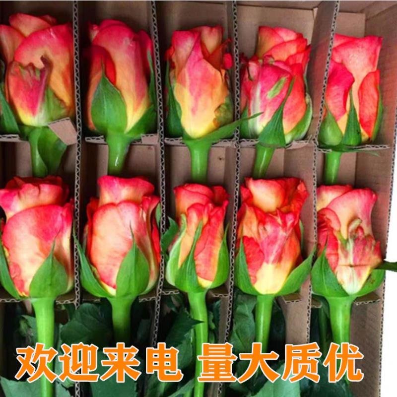 彩色玫瑰鲜切花团购花家庭插花单色玫瑰基地活动用花一手货源