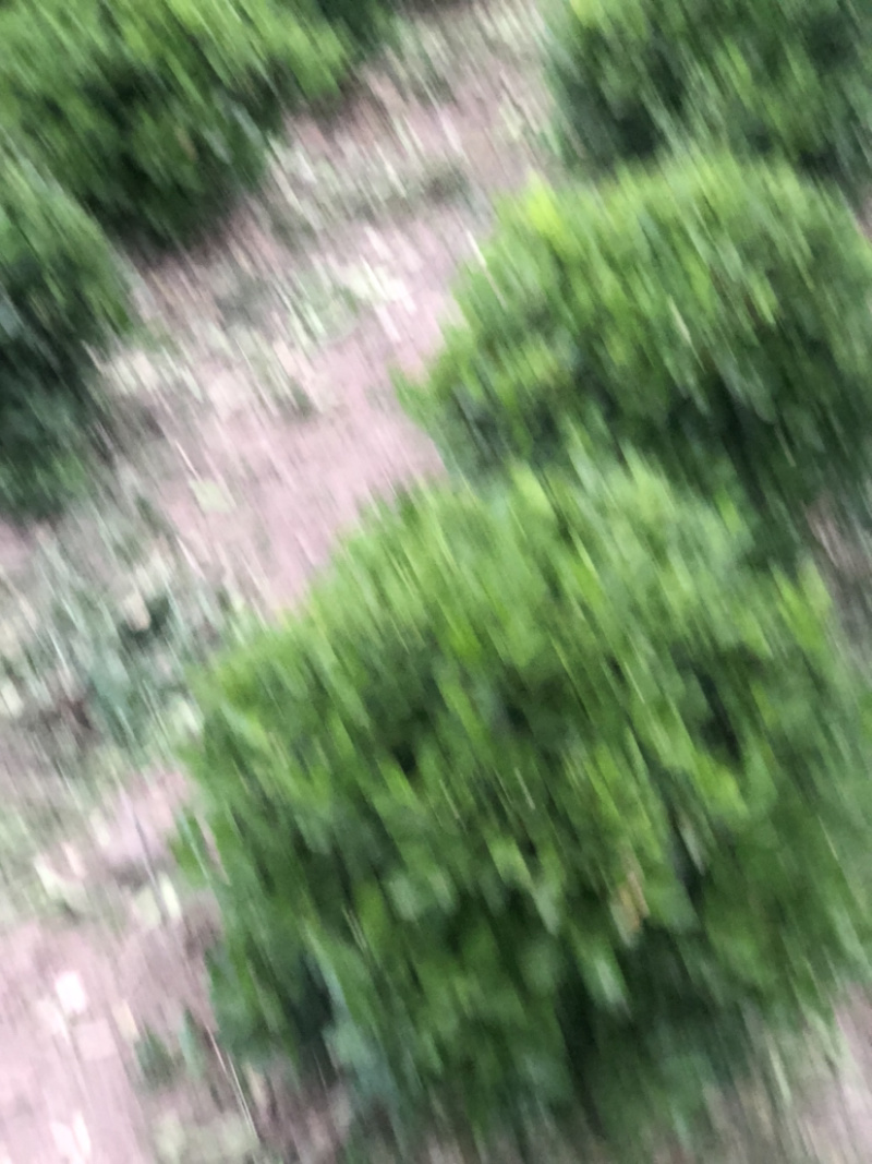 冬青球