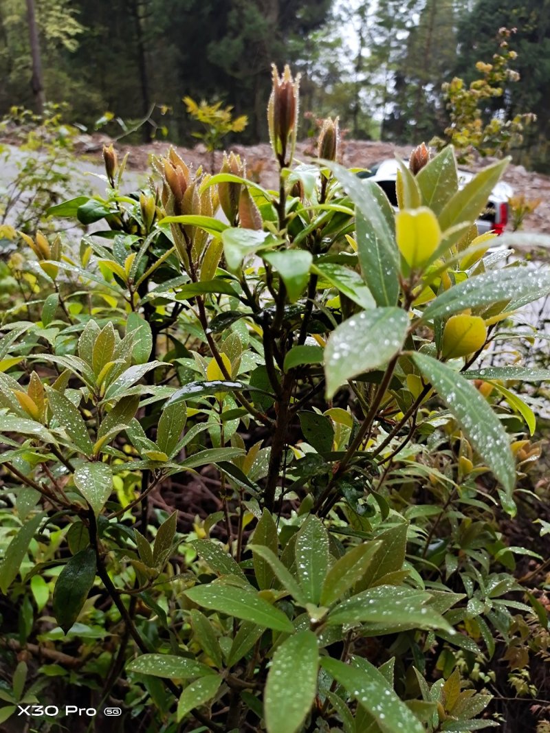 老鹰茶叶重庆特产，需要的直接联系，基地直销，欢迎实地看货