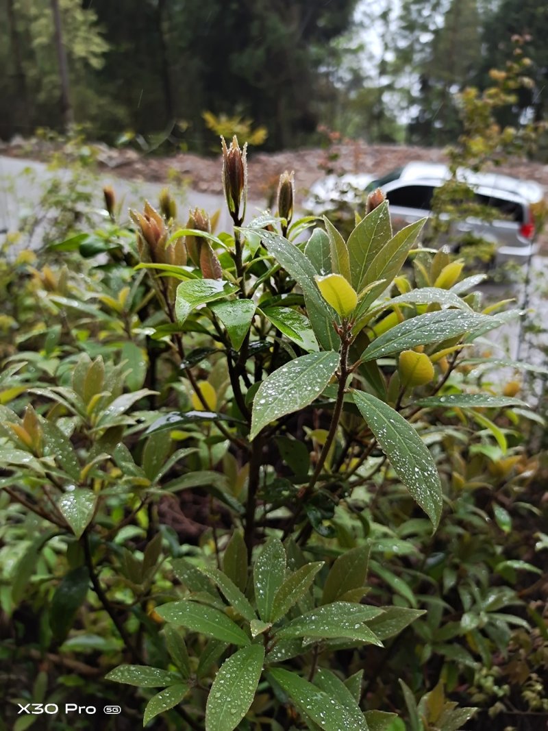 老鹰茶叶重庆特产，需要的直接联系，基地直销，欢迎实地看货