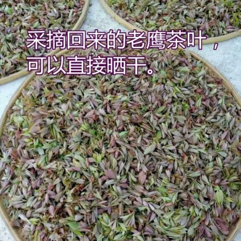 老鹰茶叶重庆特产，需要的直接联系，基地直销，欢迎实地看货