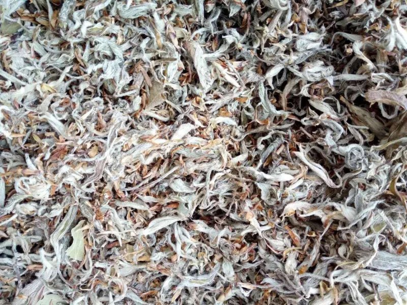 老鹰茶叶重庆特产，需要的直接联系，基地直销，欢迎实地看货