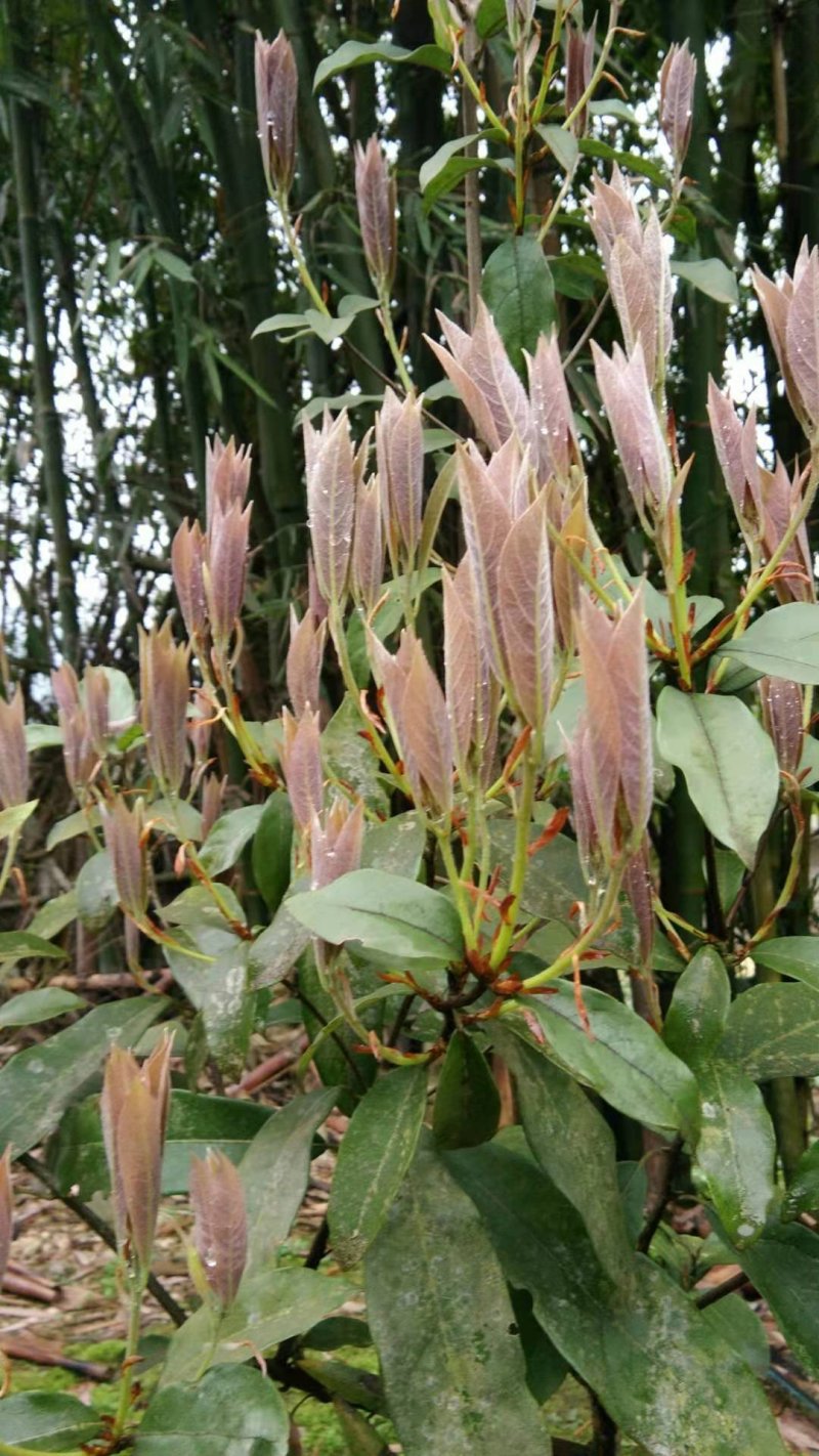 老鹰茶叶重庆特产，需要的直接联系，基地直销，欢迎实地看货