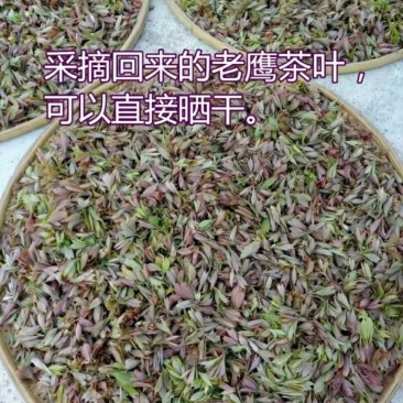 老鹰茶茶叶老阴茶叶