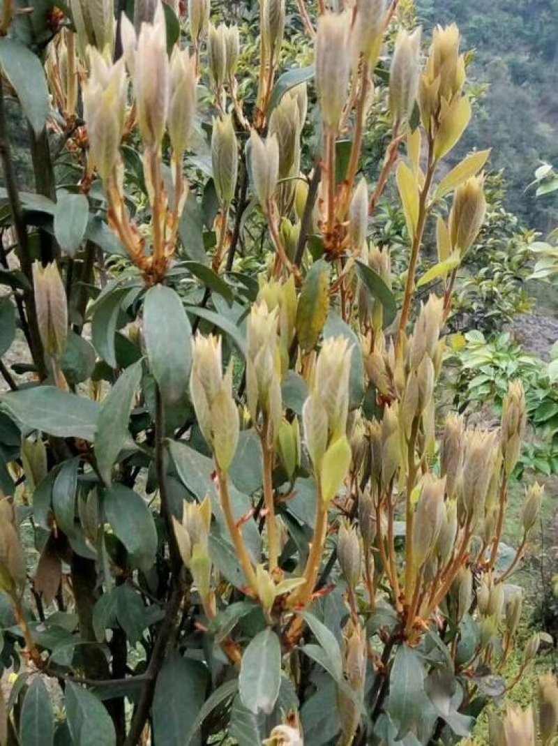 老鹰茶茶叶老阴茶叶