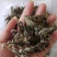 老鹰茶茶叶老阴茶叶