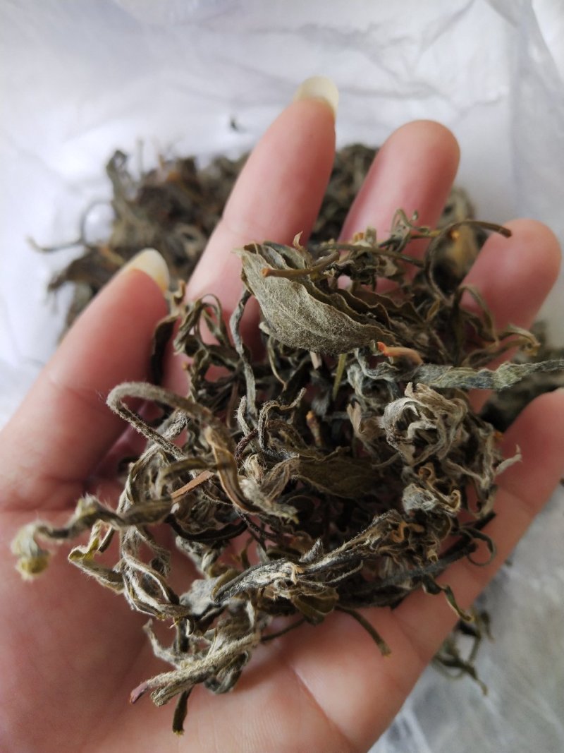 老鹰茶茶叶老阴茶叶