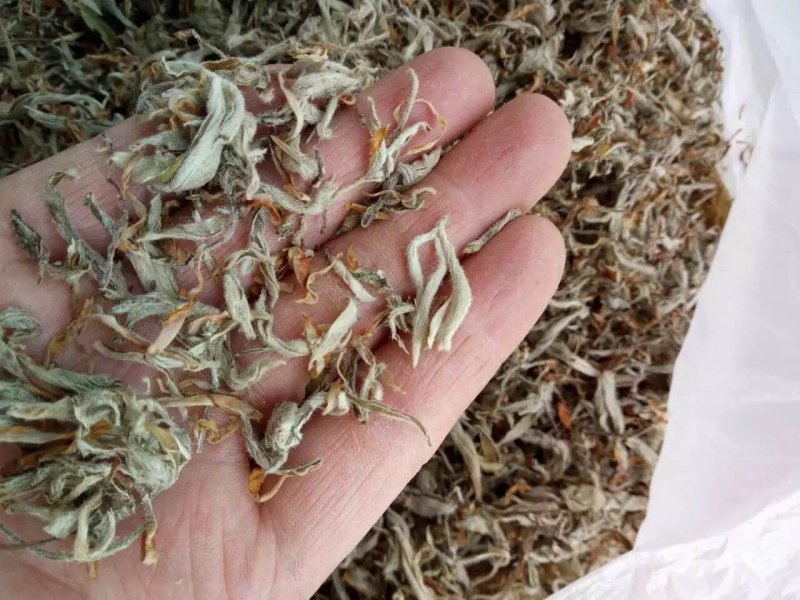 老鹰茶茶叶老阴茶叶