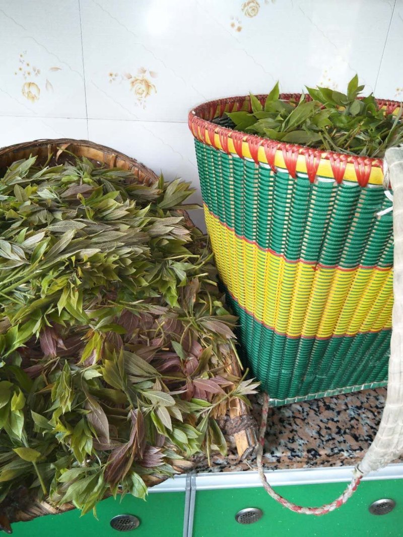 老鹰茶茶叶老阴茶叶