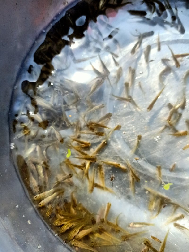 现货直发水花鱼苗，重庆草鱼水花苗场直供规格齐全，量大质优