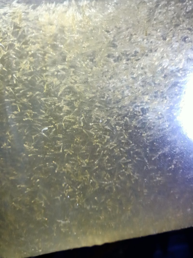 现货直发水花鱼苗，重庆草鱼水花苗场直供规格齐全，量大质优
