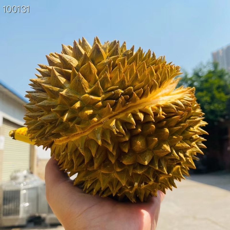 泰国金枕头榴莲巴掌榴莲进口新鲜水果一个也是批发价包邮