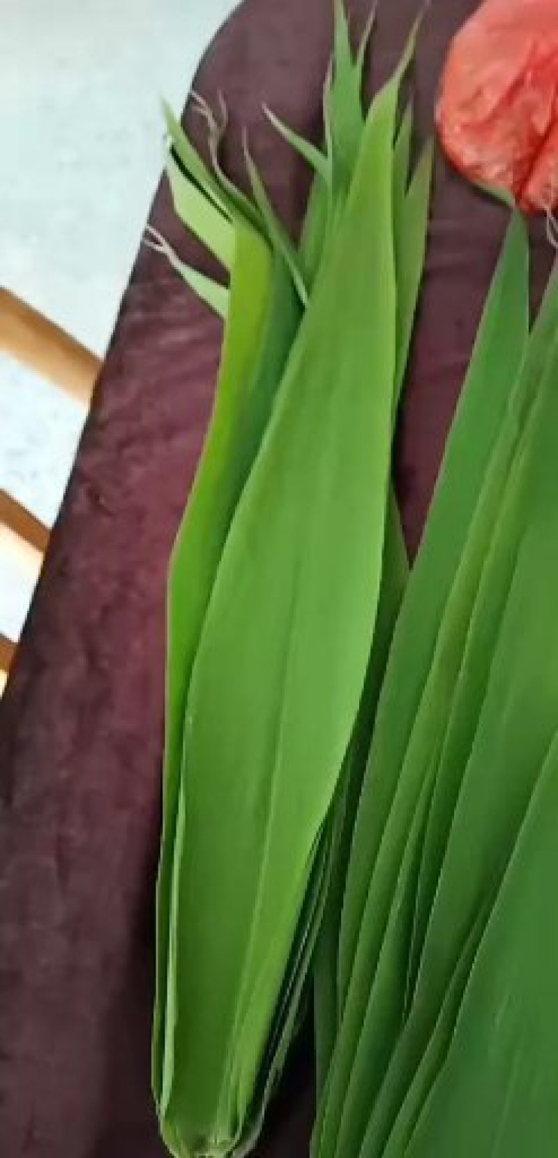洞庭湖边的香粽叶，又宽又长。