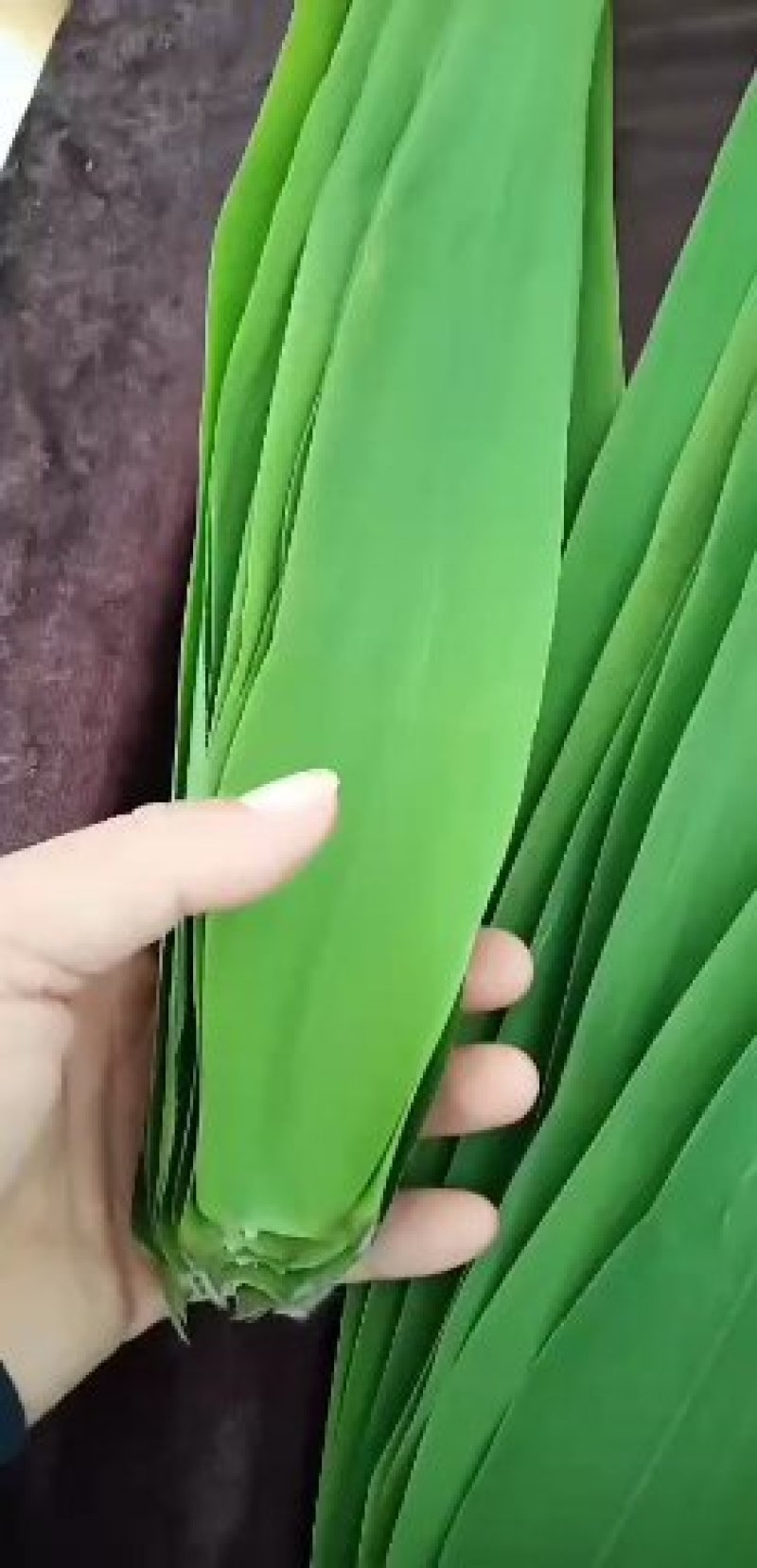洞庭湖边的香粽叶，又宽又长。