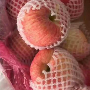 【精品】山东红富士苹果条红品质保证价优欢迎咨询