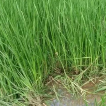 三棱苗成活率高，包种植包回收鲜干品