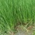 三棱苗成活率高，包种植包回收鲜干品