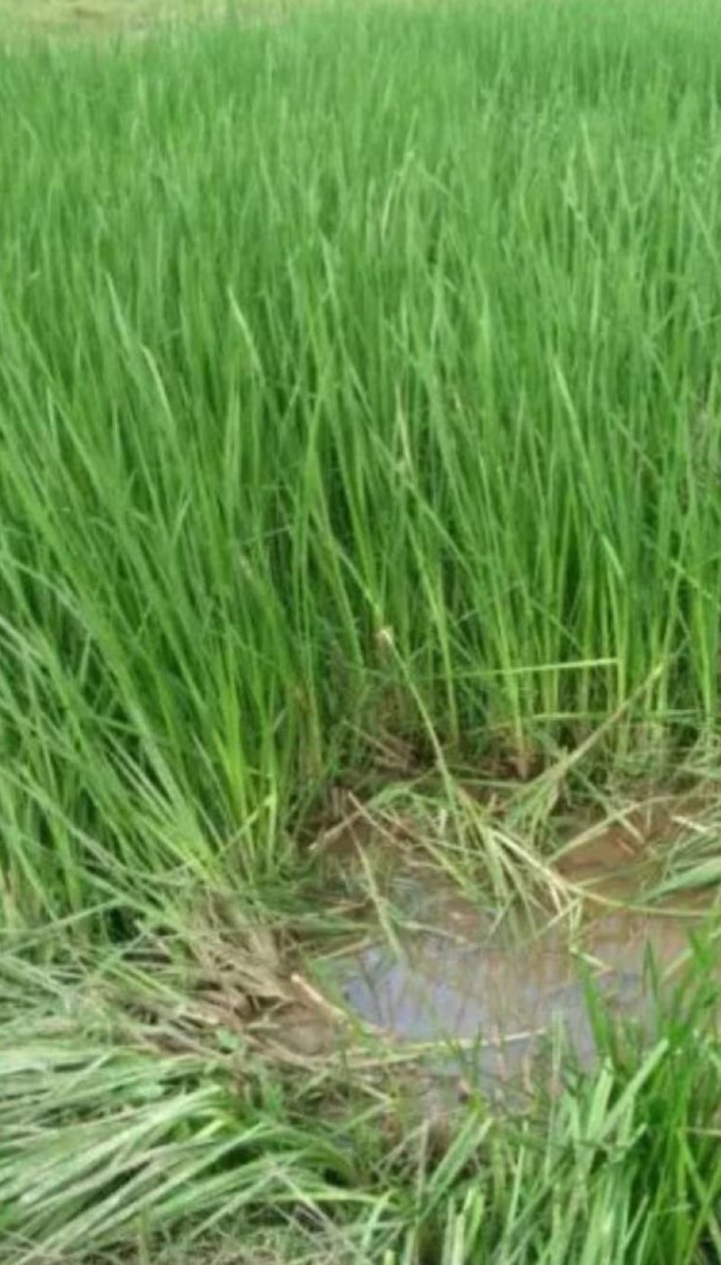 三棱苗成活率高，包种植包回收鲜干品
