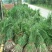 三棱苗成活率高，包种植包回收鲜干品