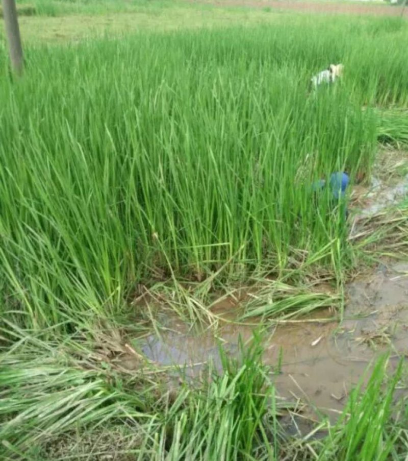 三棱苗成活率高，包种植包回收鲜干品