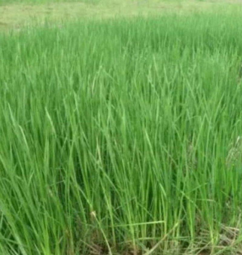 三棱苗成活率高，包种植包回收鲜干品