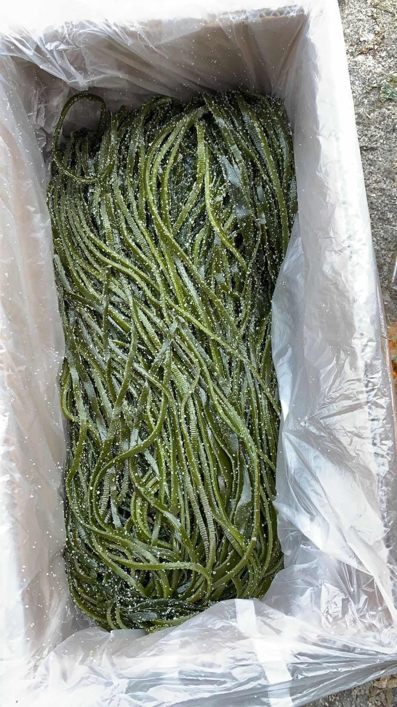 荣成盐渍海带丝净重五斤