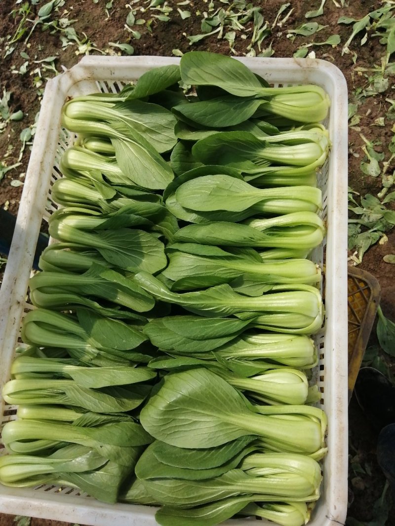 上海青，油菜基地直发一手货源，可供商超食品厂用菜！
