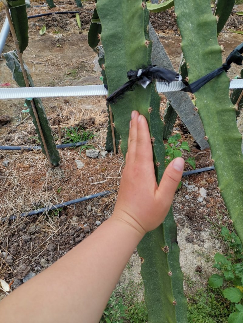 厄瓜多尔燕窝，原枝苗，自粉，甜度26度，包活包技术