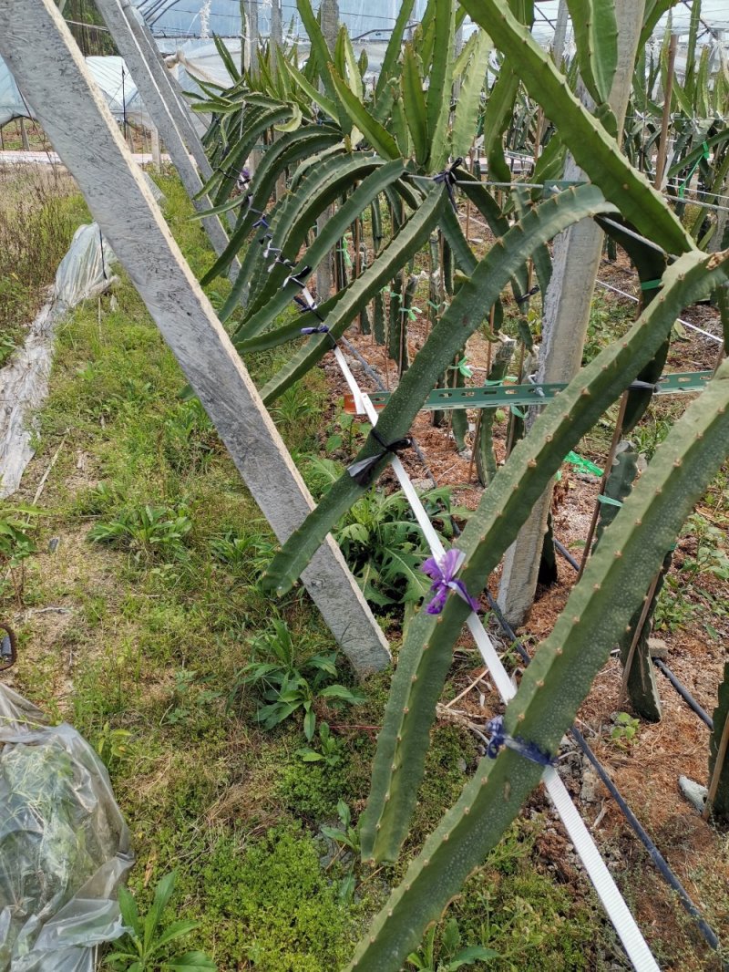厄瓜多尔燕窝，原枝苗，自粉，甜度26度，包活包技术