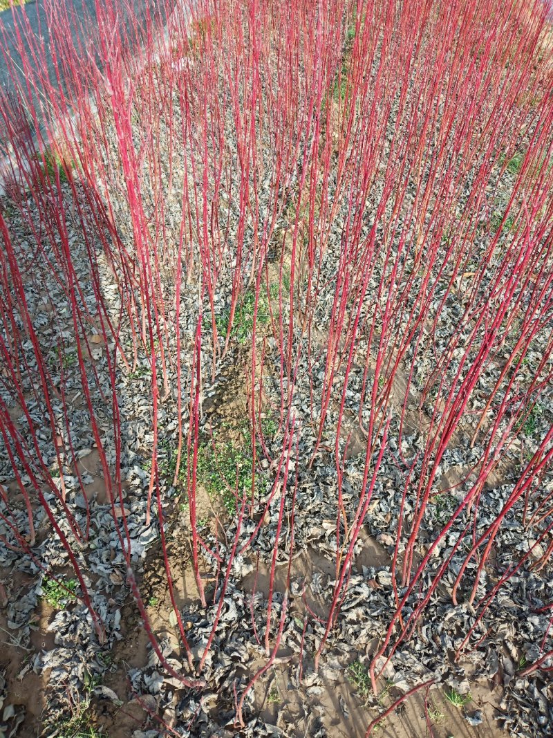 红瑞木苗红马球苗提供发票量大从优包装车