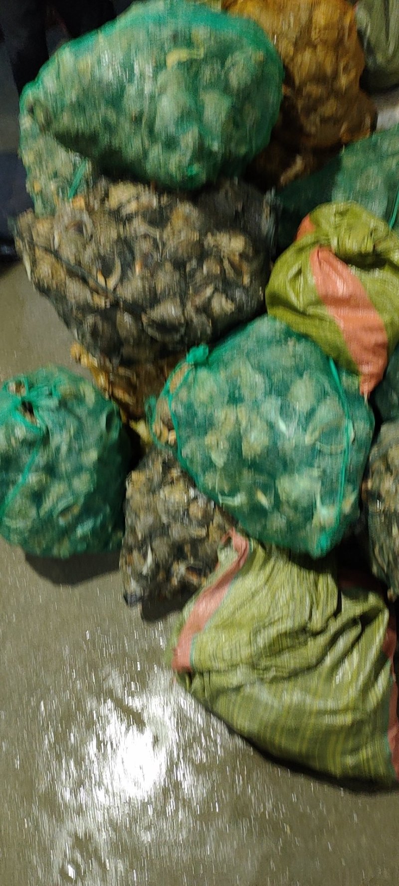 【精品】产地直供海螺，一手货源，量大从优