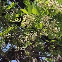 河南省泌阳县盘古山特产，槐花、洋槐花，新鲜速冻原质原味