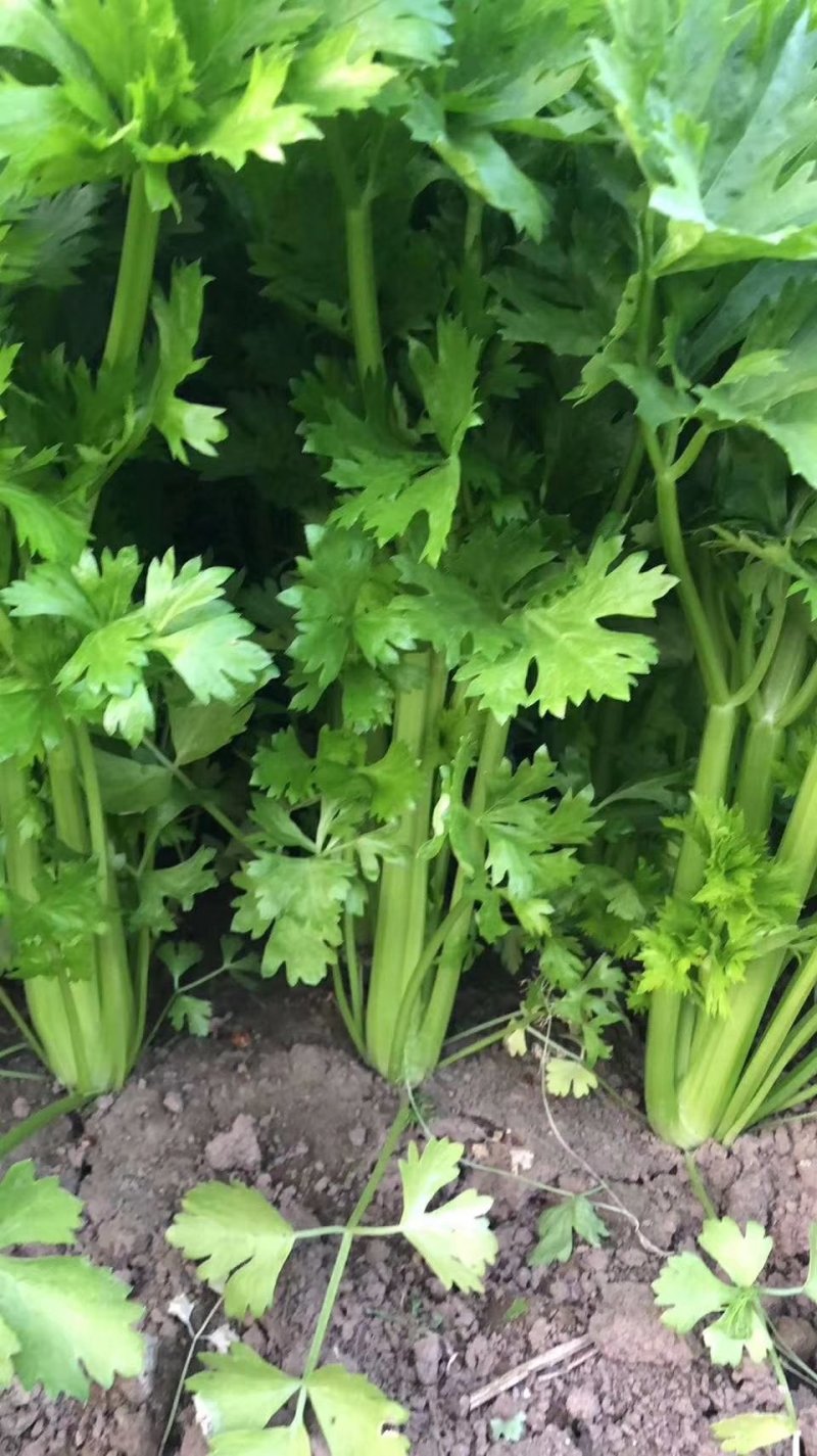 饶阳芹菜现在大量有货，45公分以上，产地直销，全年供应