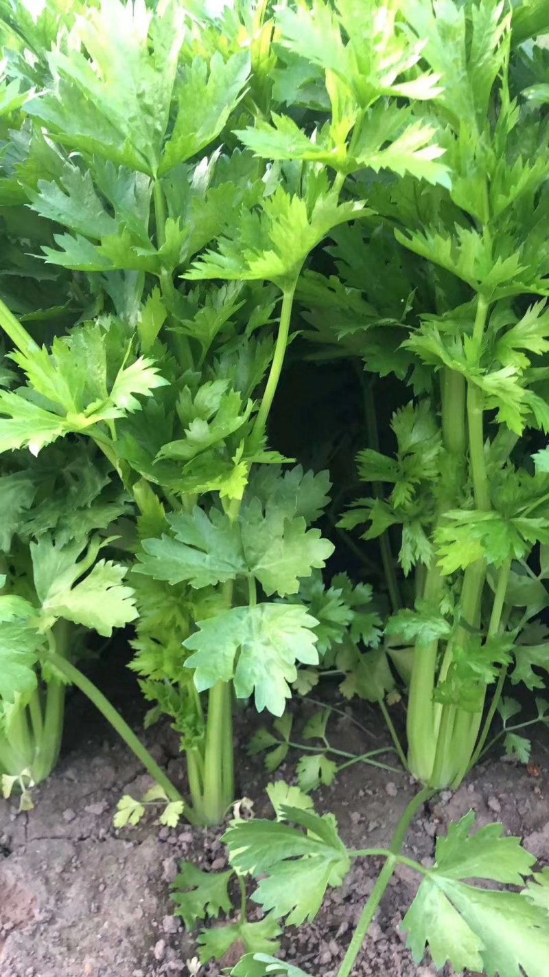 饶阳芹菜现在大量有货，45公分以上，产地直销，全年供应