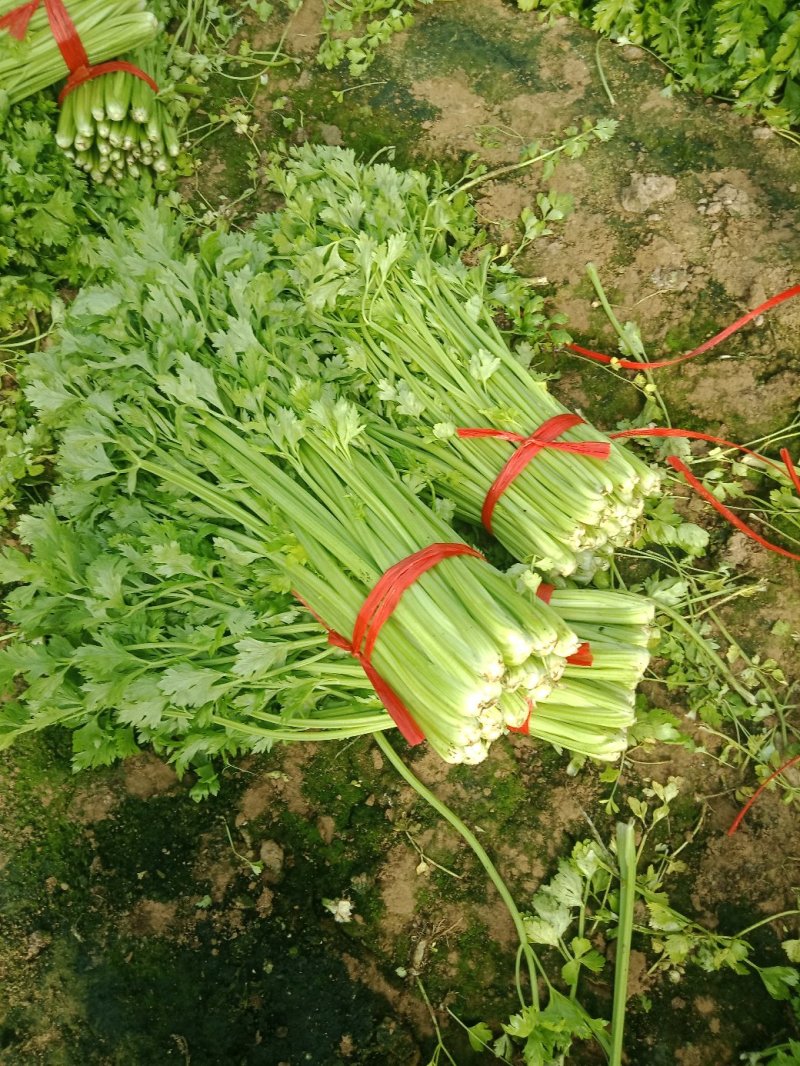 饶阳芹菜现在大量有货，45公分以上，产地直销，全年供应