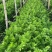 饶阳芹菜现在大量有货，45公分以上，产地直销，全年供应