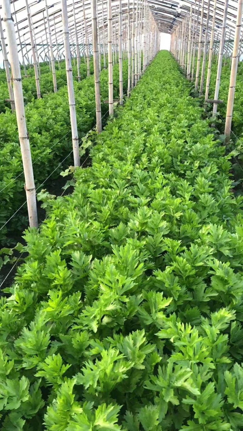 饶阳芹菜现在大量有货，45公分以上，产地直销，全年供应