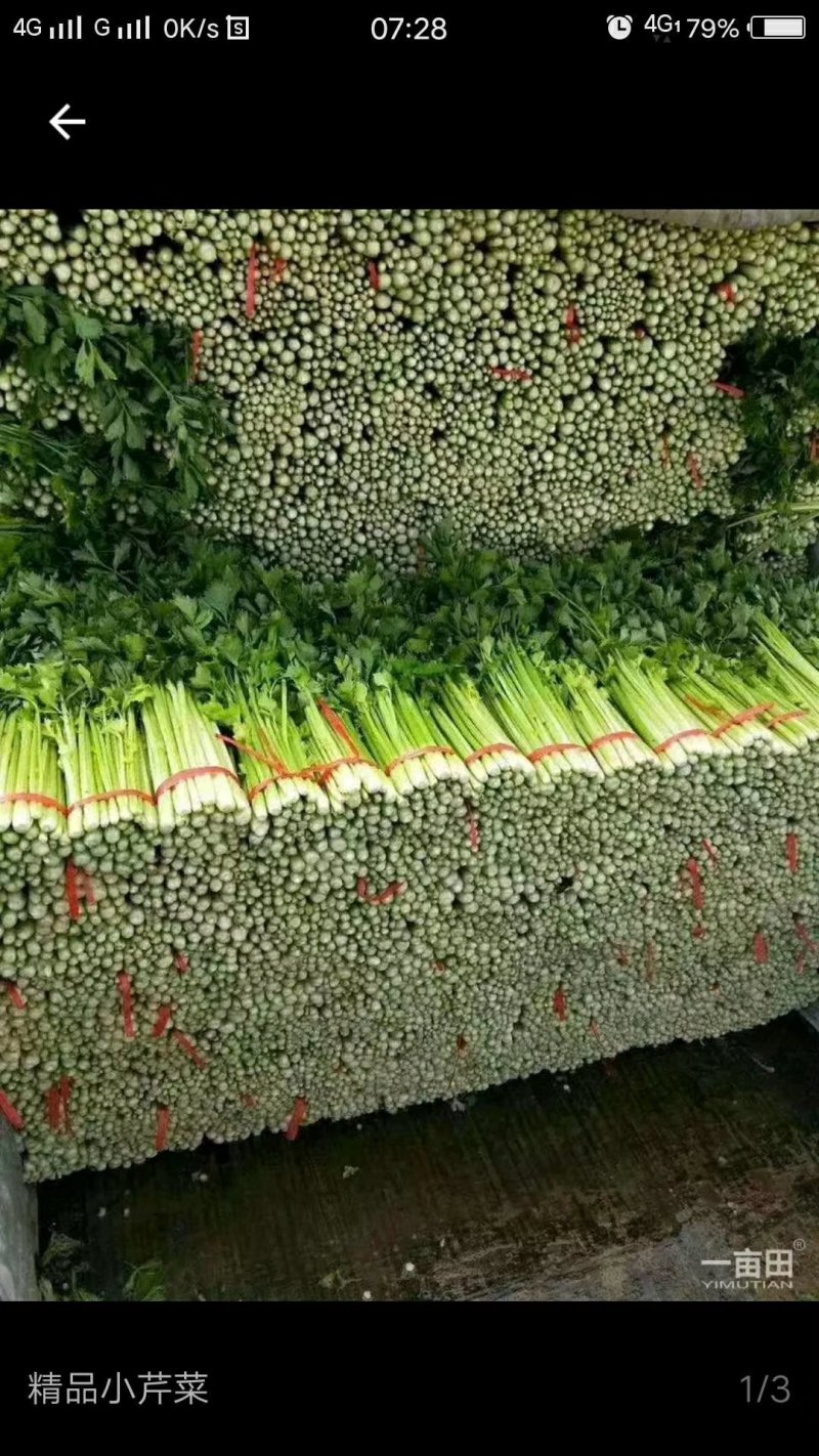 饶阳芹菜现在大量有货，45公分以上，产地直销，全年供应