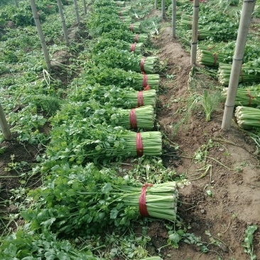 饶阳芹菜现在大量有货，45公分以上，产地直销，全年供应