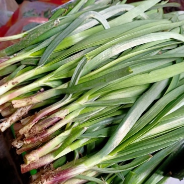有机韭菜