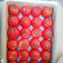 大红西红柿，基地直供！