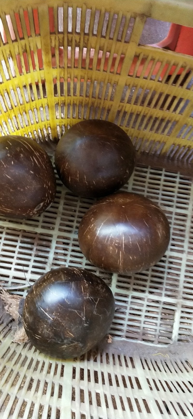 海南，越南椰皇，椰王，炖盅，椰子碗，厂家直销