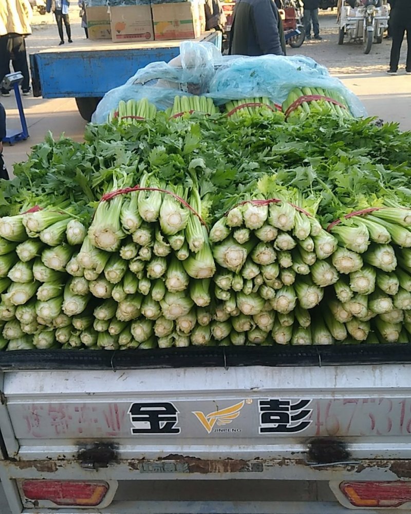 饶阳芹菜现在大量有货，45公分以上，产地直销，全年供应