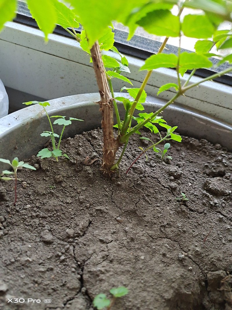 刺嫩芽苗，刺嫩芽籽，大量出售刺嫩芽苗自家苗木，绝无中介