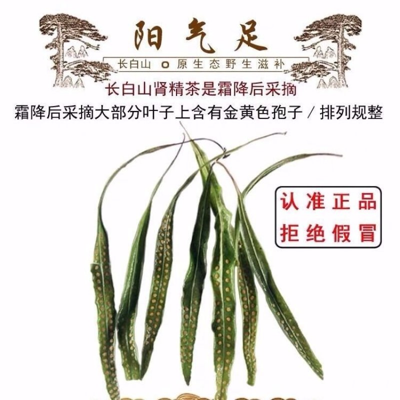 肾精草茶养生茶长白山野生肾精茶男性冬季关东特产可配枸杞