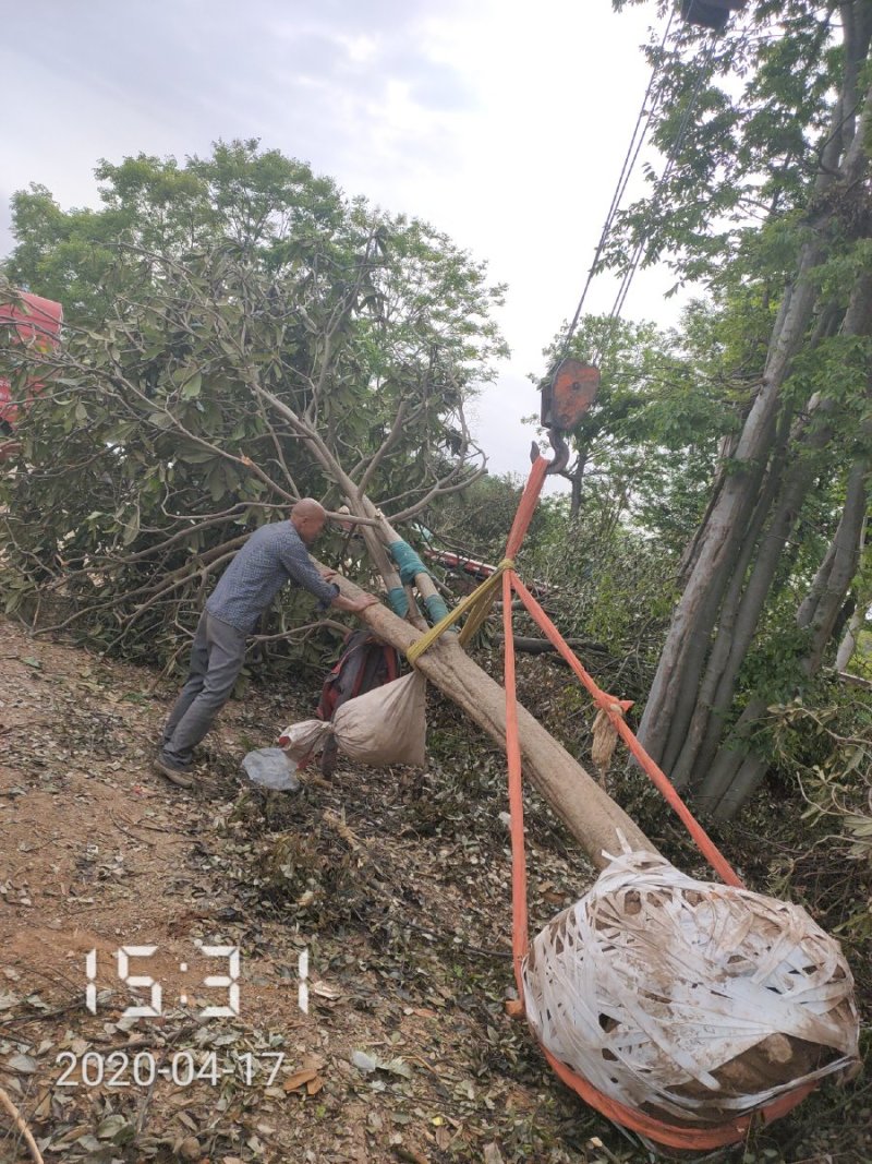 枇杷树，20公分，杆直冠圆，支持线上保障交易