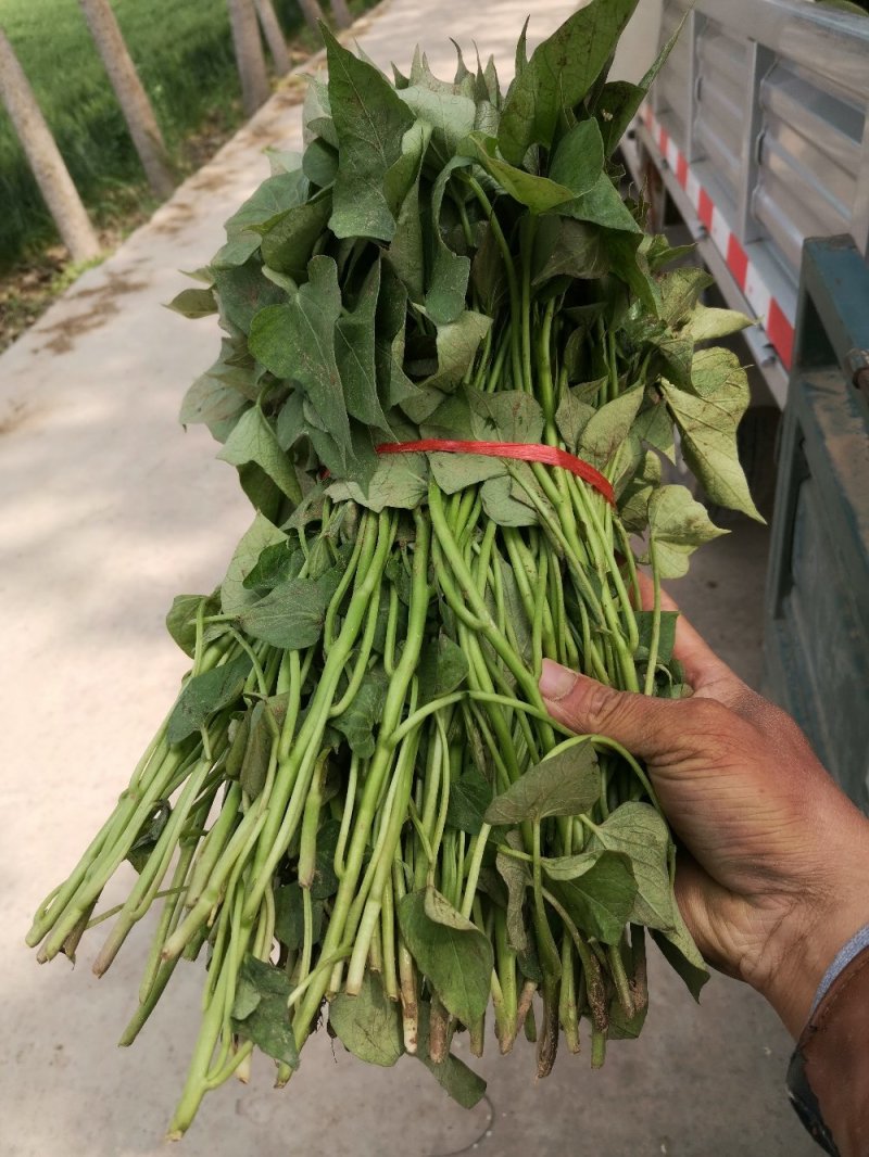 出售红薯苗