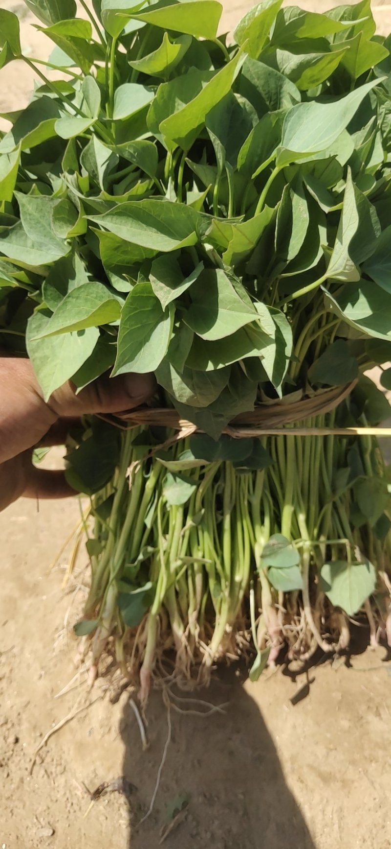 基地直供脱毒苗蜜薯苗西瓜红苗烟薯苗龙九苗哈蜜苗