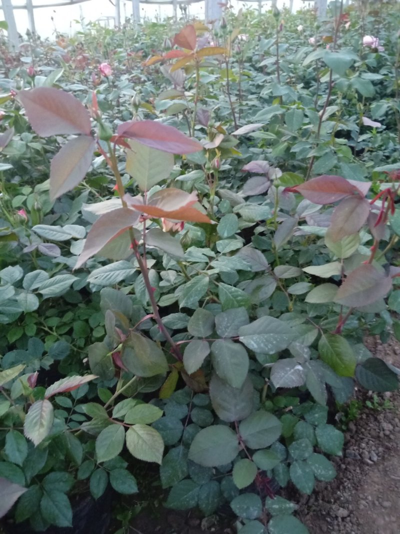 品种月季，各种月季，各种型号，各种价格的，基地直销
